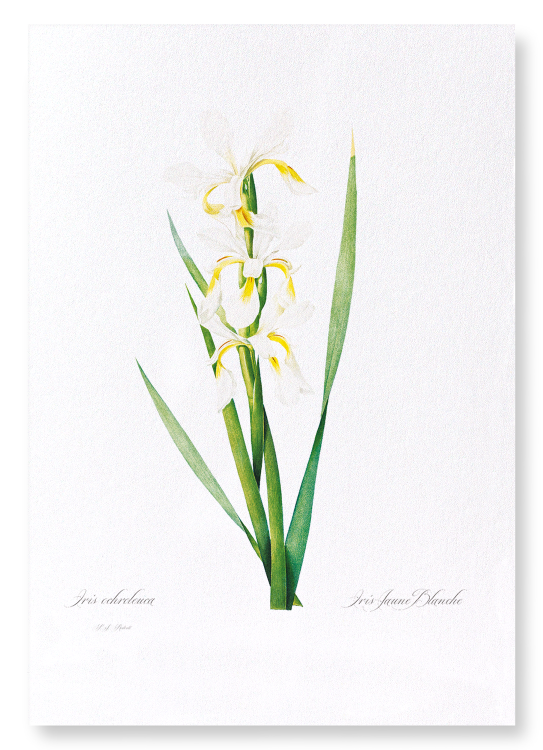 IRIS : Botanical Art Print