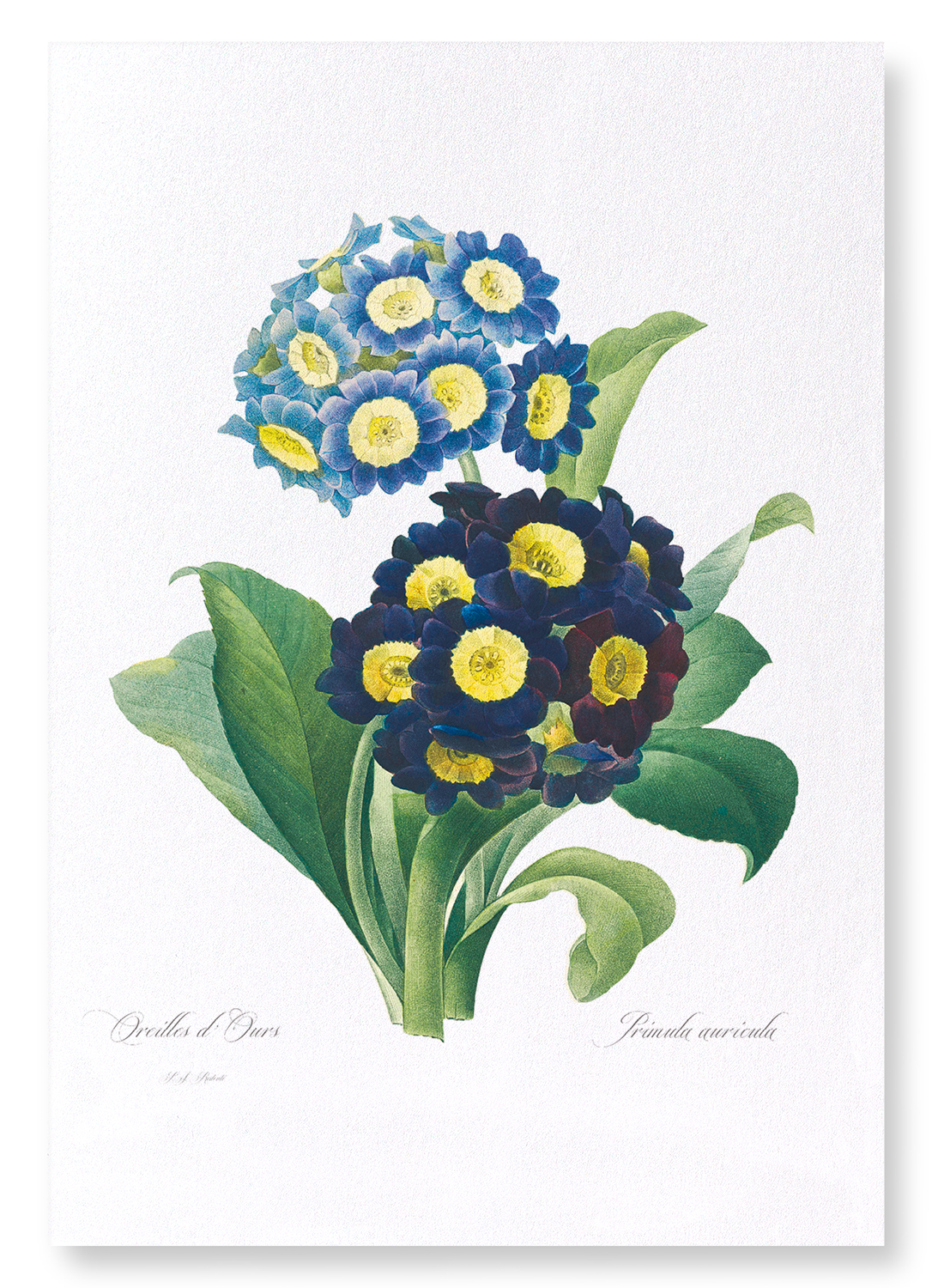 PRIMULA AURICULA NO.1: Botanical Art Print