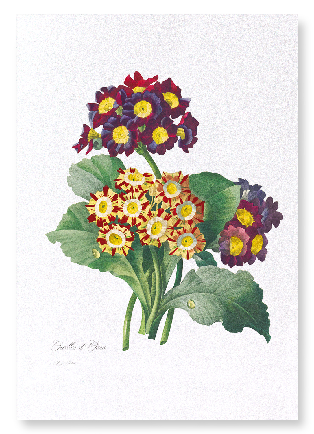 PRIMULA AURICULA NO.2: Botanical Art Print
