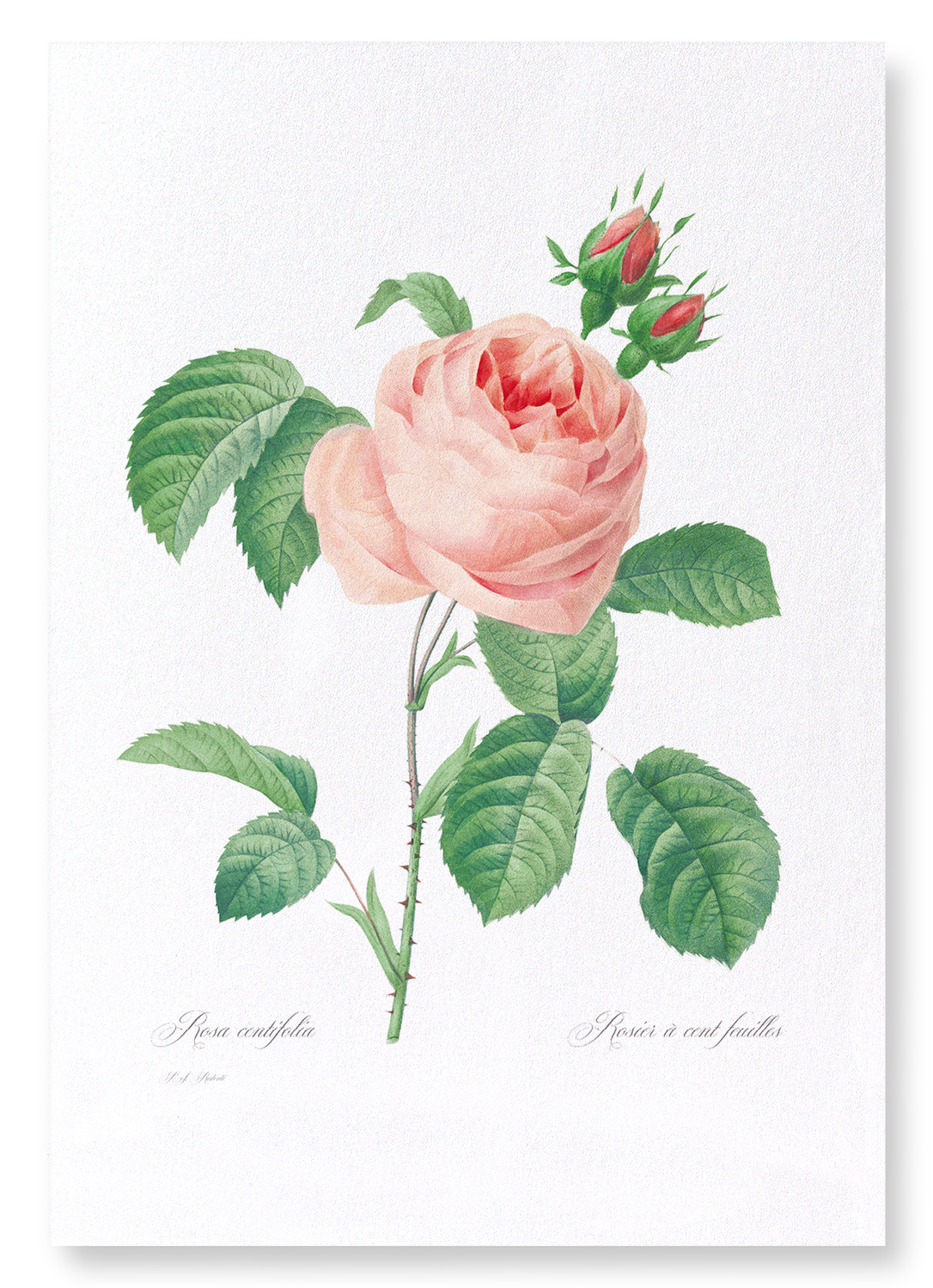 PINK ROSE NO.2: Botanical Art Print