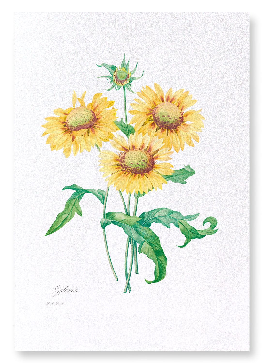 GALLARDIA BLANKET FLOWER: Botanical Art Print