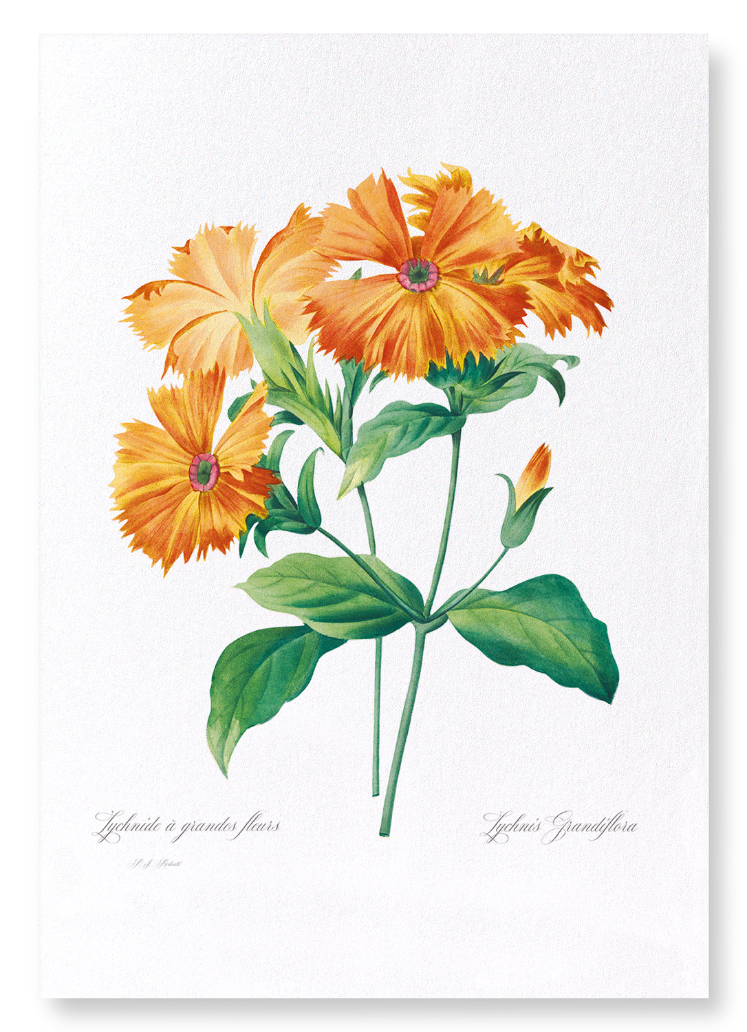 LYCHNIS GRANDIFLORA: Botanical Art Print
