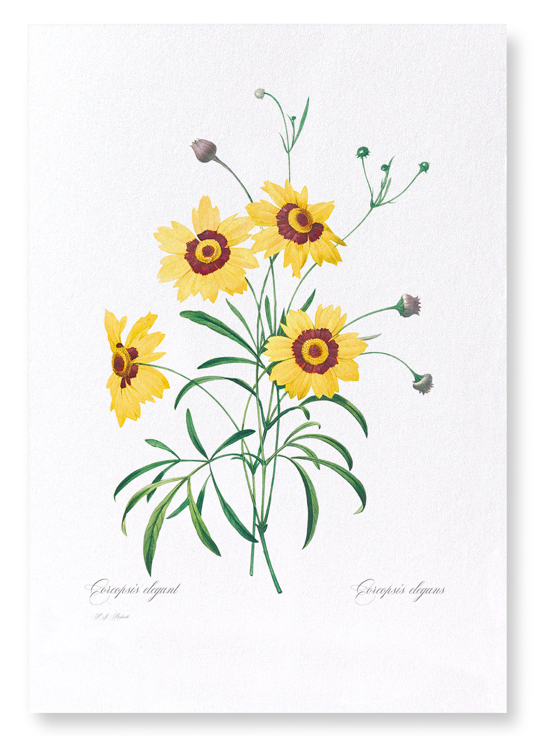 TICKSEED COREOPSIS: Botanical Art Print