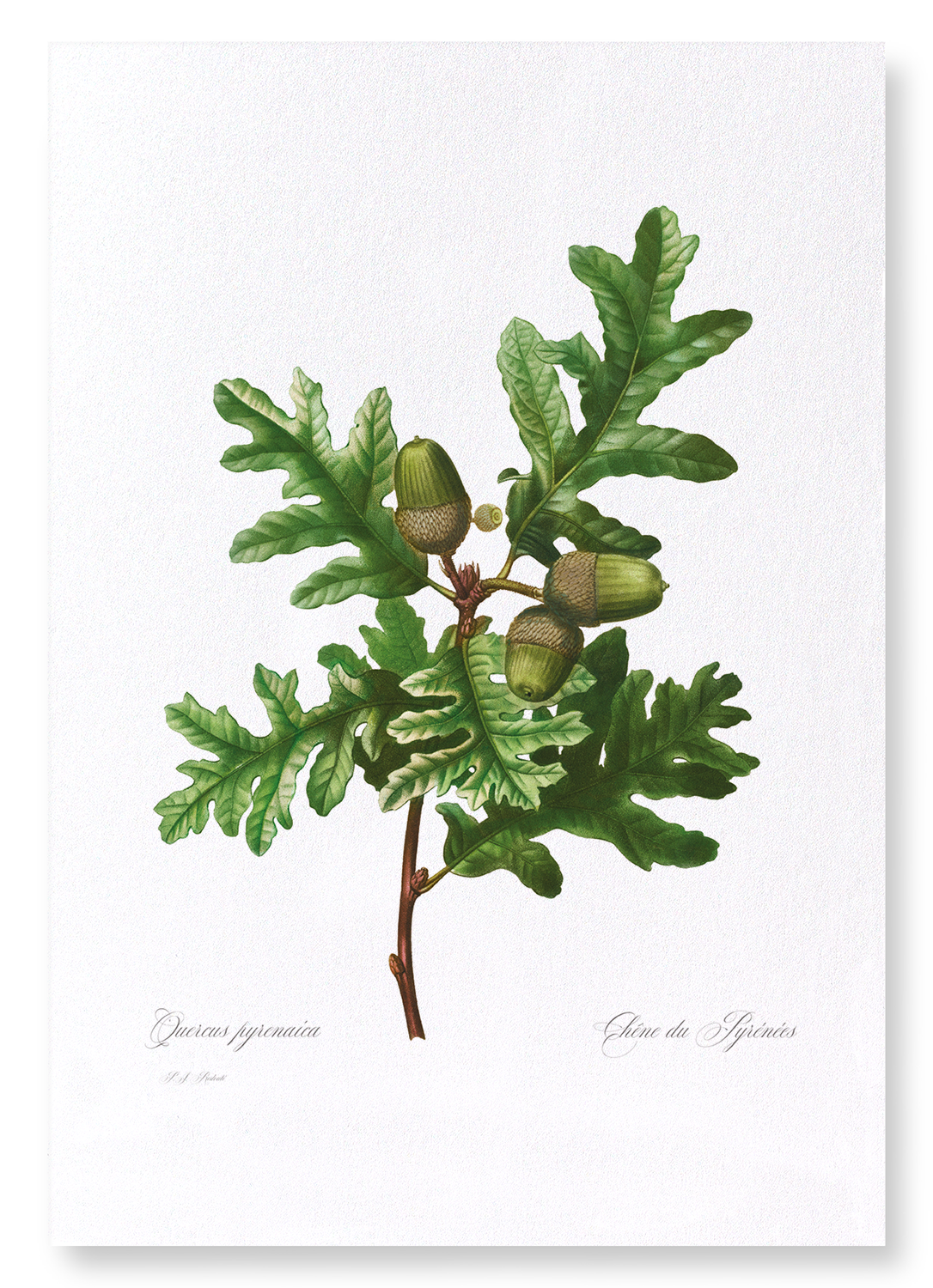 PYRENEAN OAK: Botanical Art Print