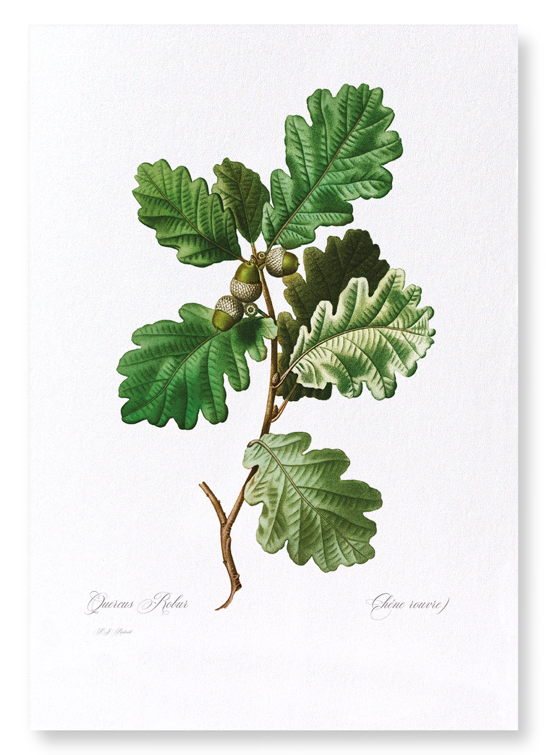 COMMON OAK: Botanical Art Print