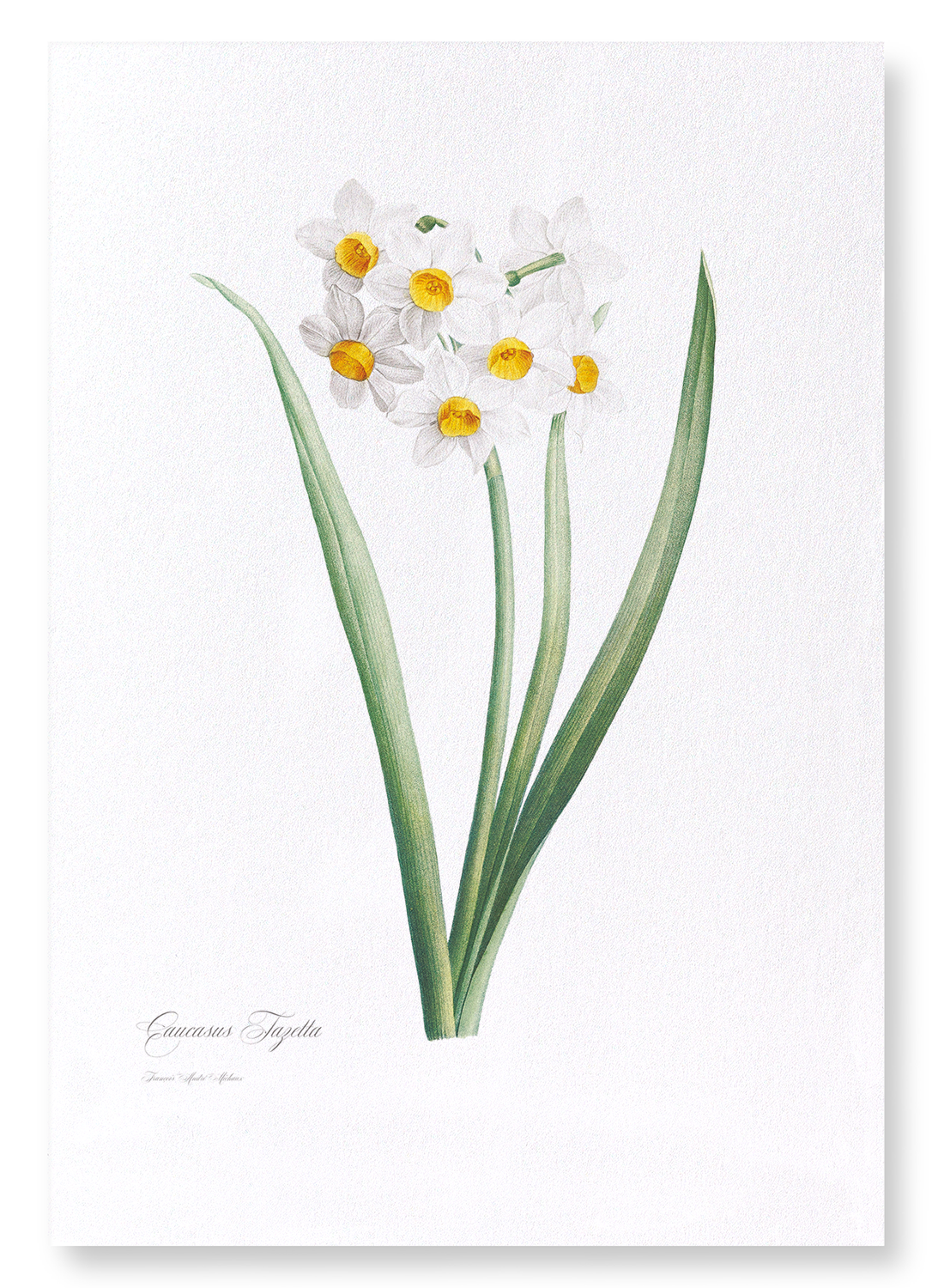 SACRED LILY: Botanical Art Print