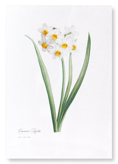 SACRED LILY: Botanical Art Print