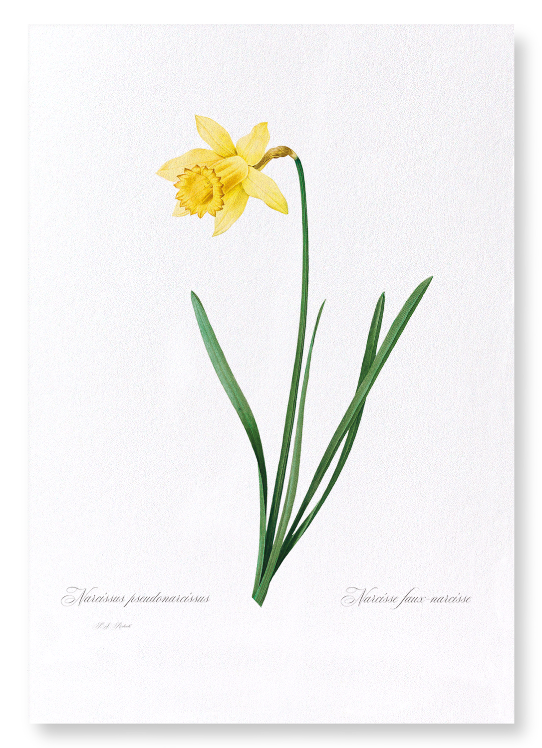 LENT LILY WILD DAFFODIL: Botanical Art Print