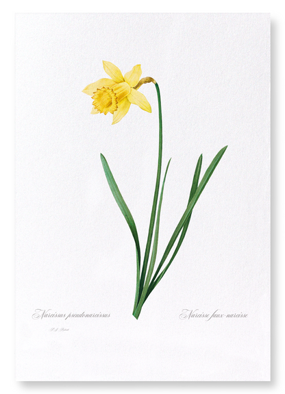 LENT LILY WILD DAFFODIL: Botanical Art Print