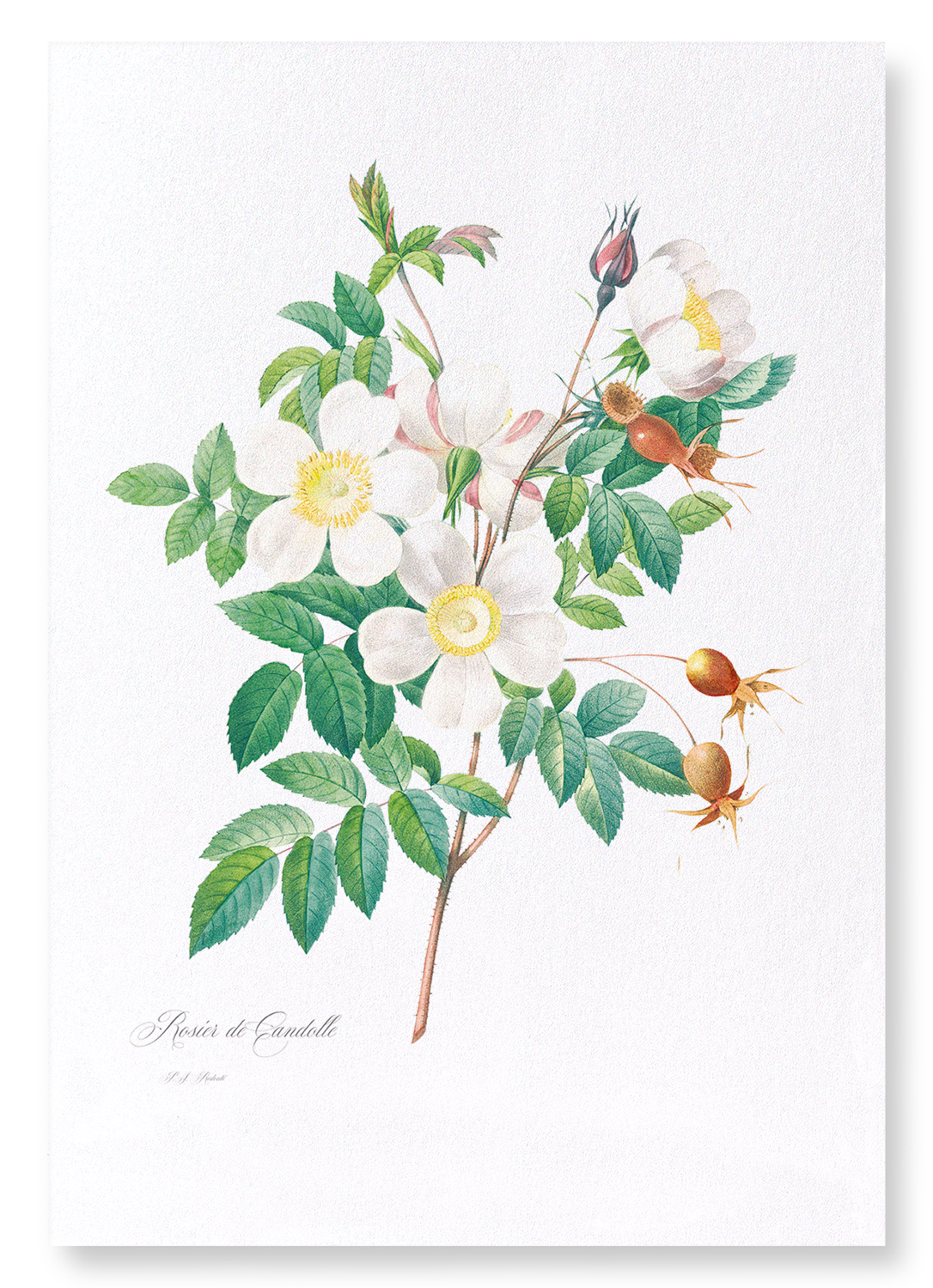 ROSIER CANDOLLE: Botanical Art Print