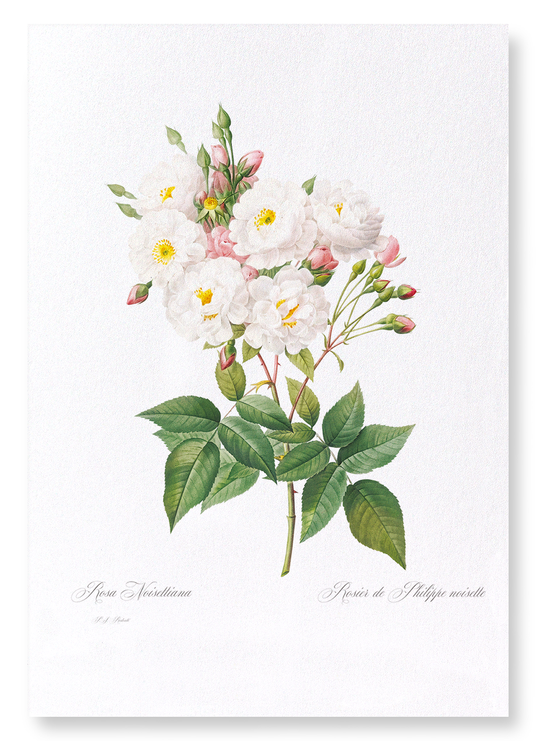 NOISETTE ROSE: Botanical Art Print
