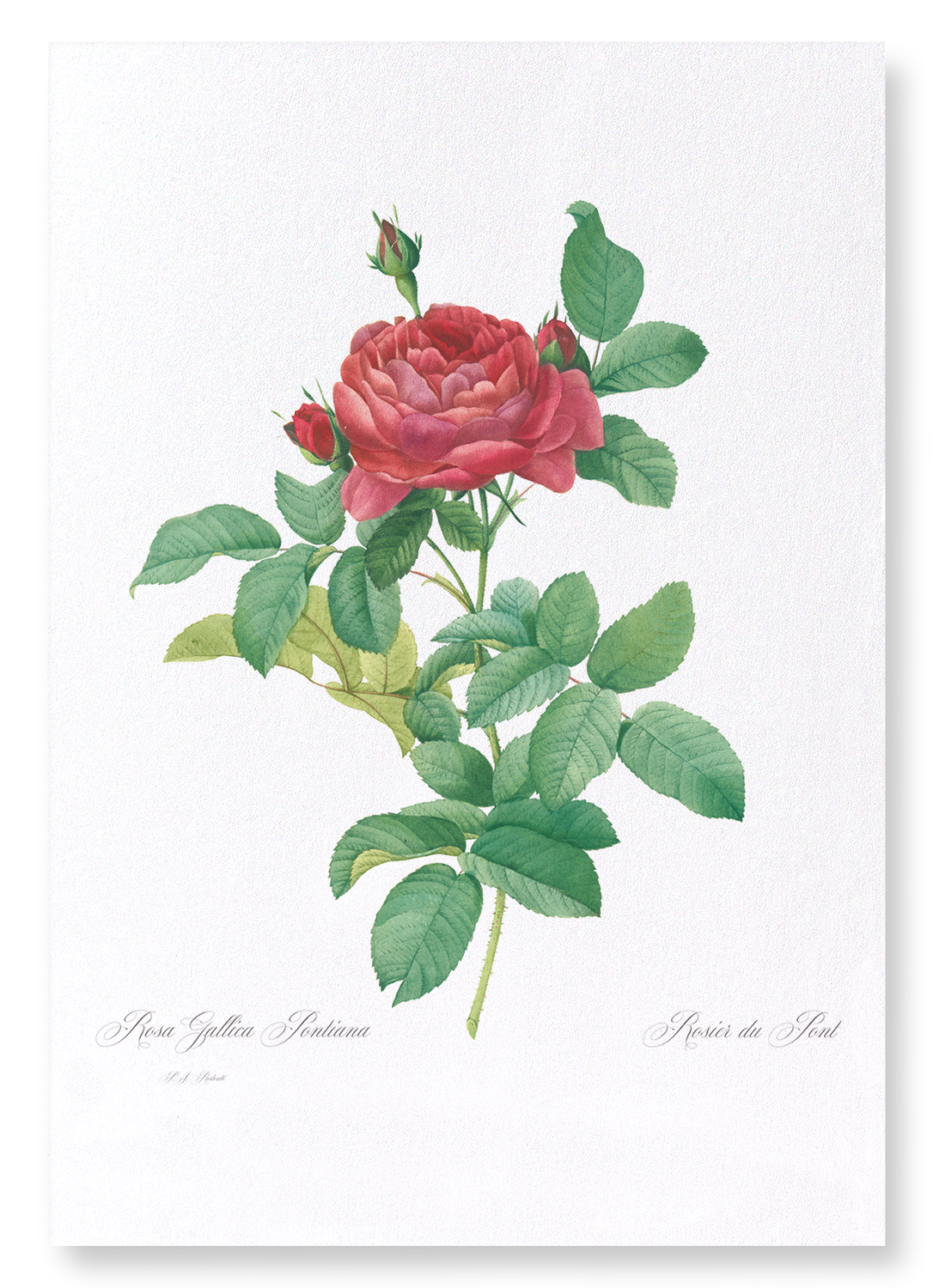 GALLICA ROSE PONTIANA: Botanical Art Print