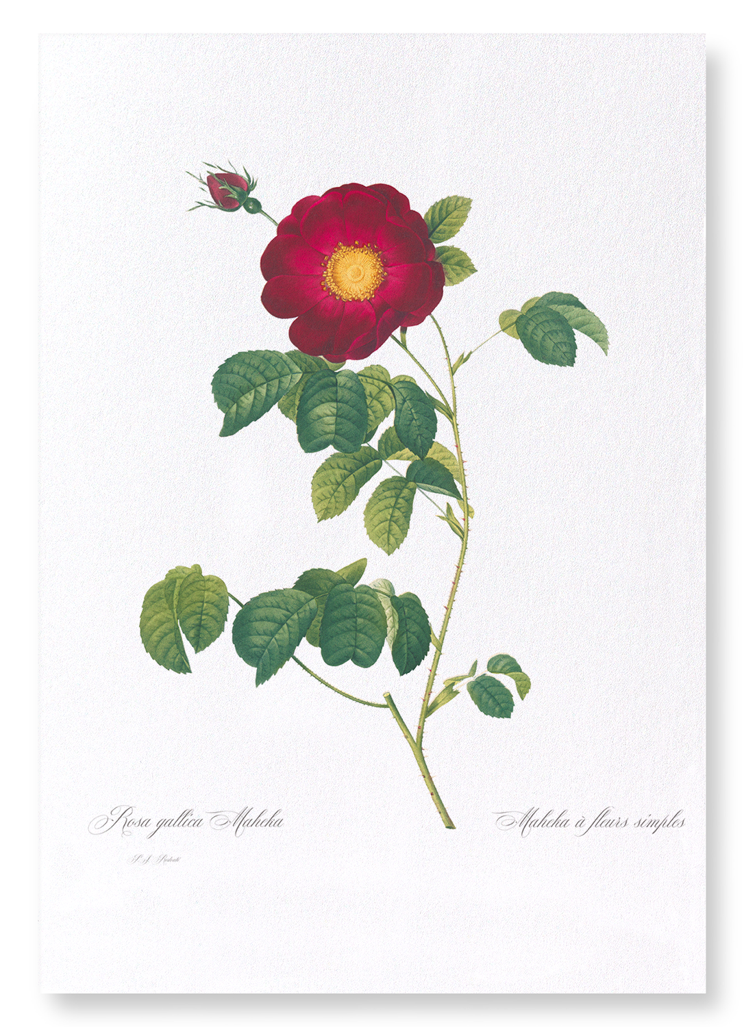 ROSA GALLICA MAHEKA: Botanical Art Print