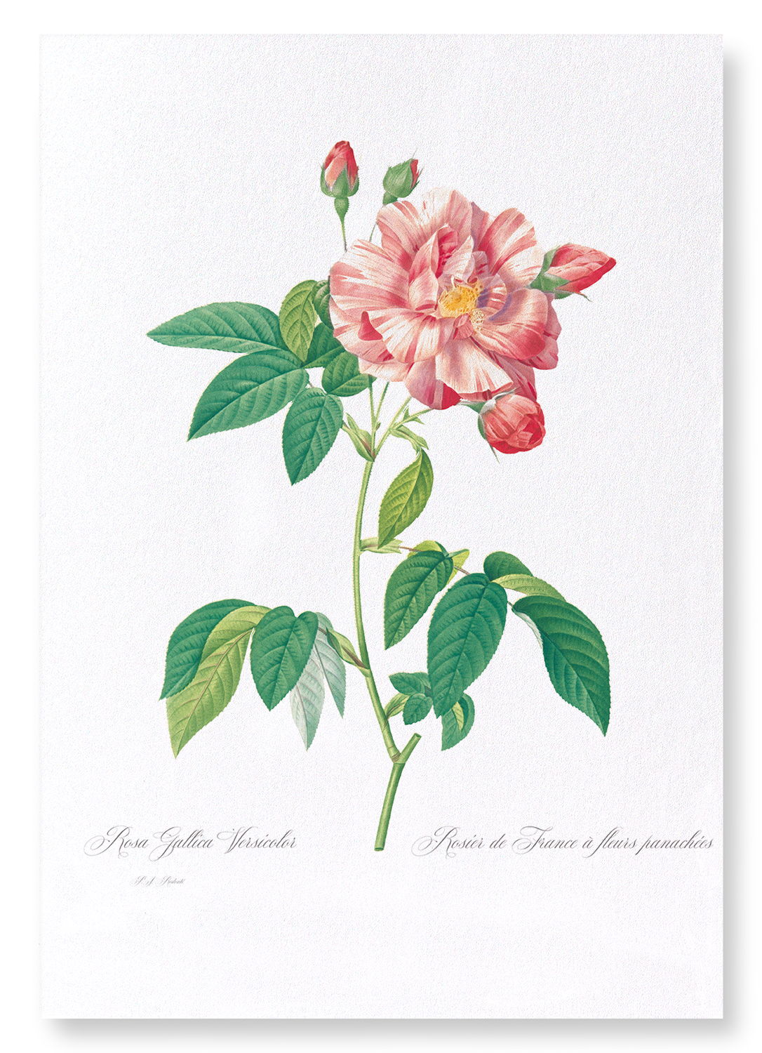 GALLICA ROSE VERSICOLOR: Botanical Art Print