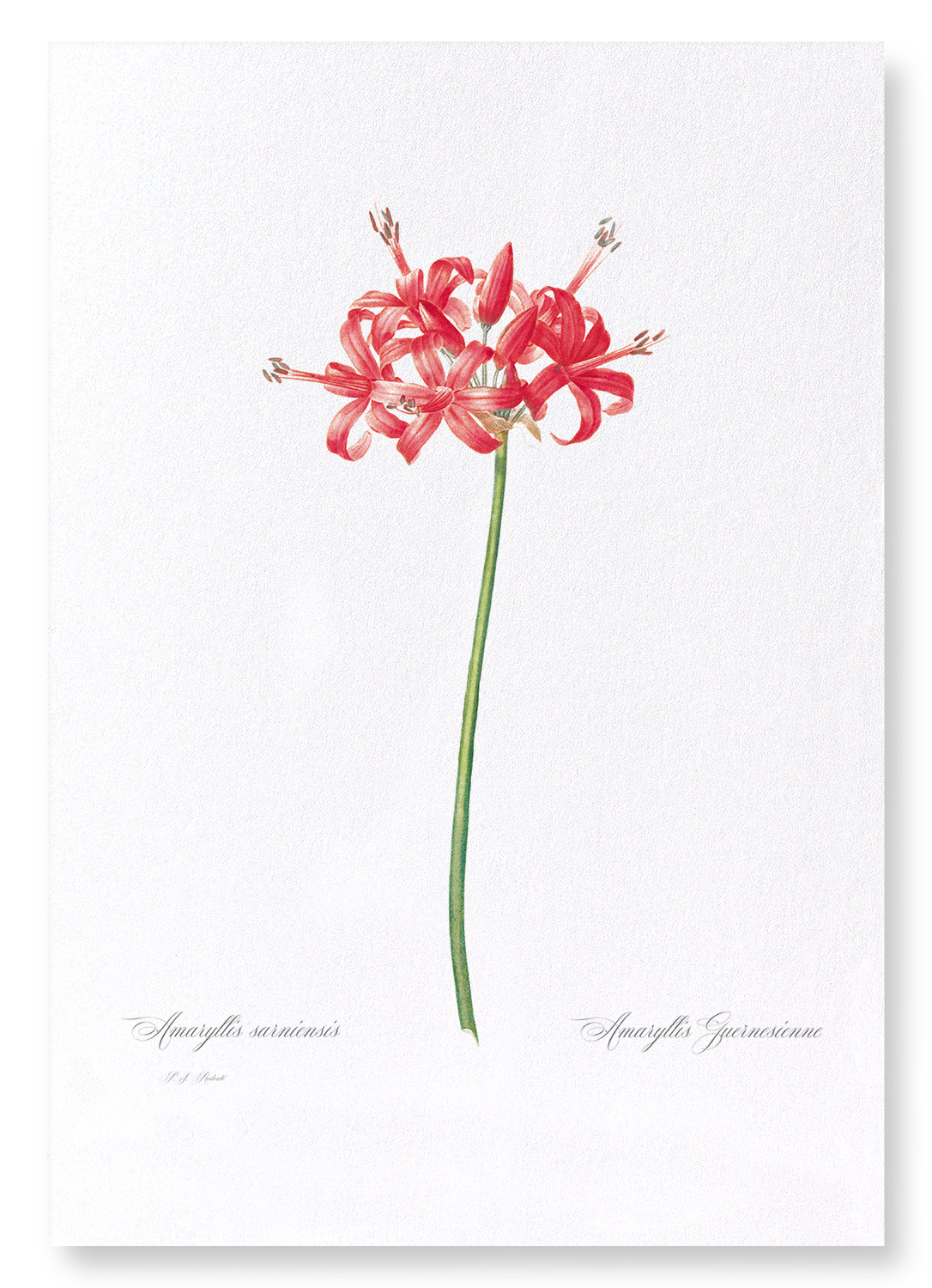 GUERNSEY OR JERSEY LILY: Botanical Art Print