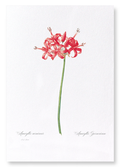 GUERNSEY OR JERSEY LILY: Botanical Art Print
