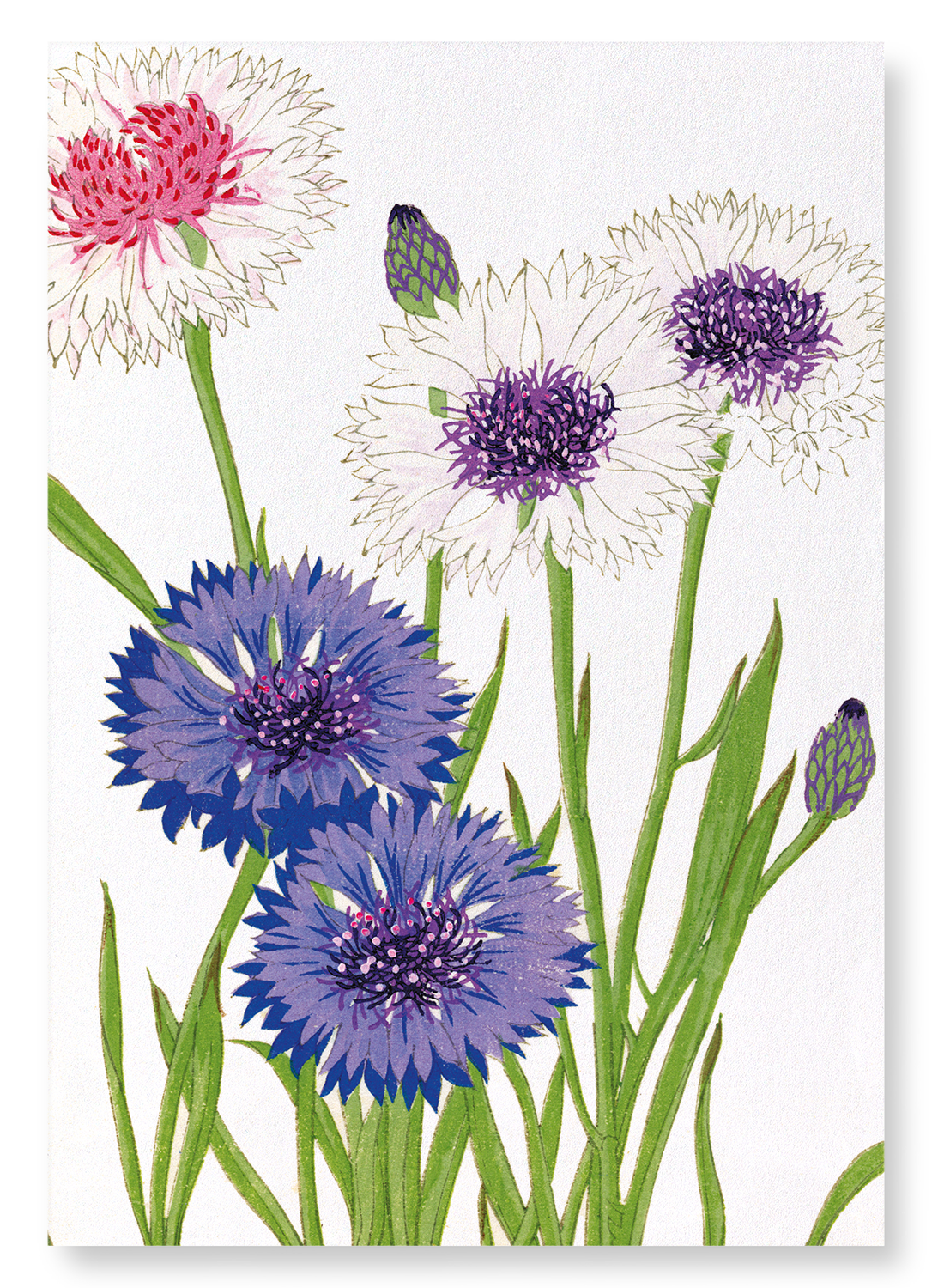 CORNFLOWER: Botanical Art Print