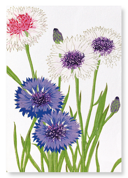 CORNFLOWER: Botanical Art Print