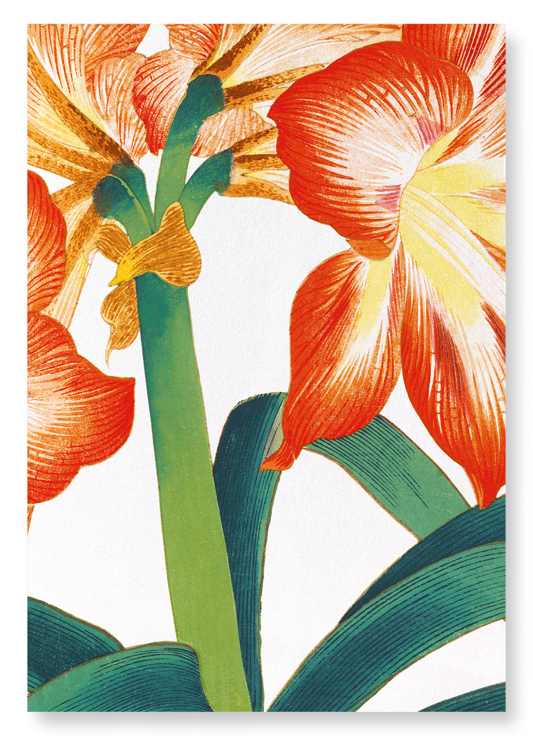 AMARYLLIS: Botanical Art Print