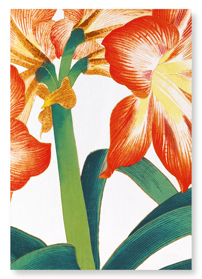 AMARYLLIS: Botanical Art Print