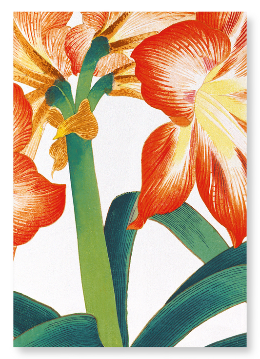 AMARYLLIS: Botanical Art Print