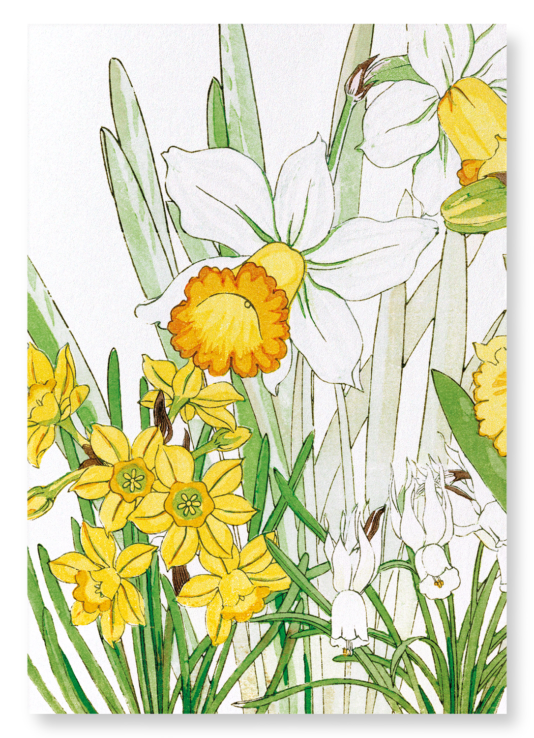 DAFFODIL: Botanical Art Print
