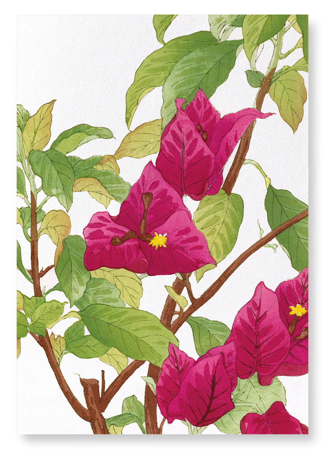 BOUGAINVILLEA: Botanical Art Print