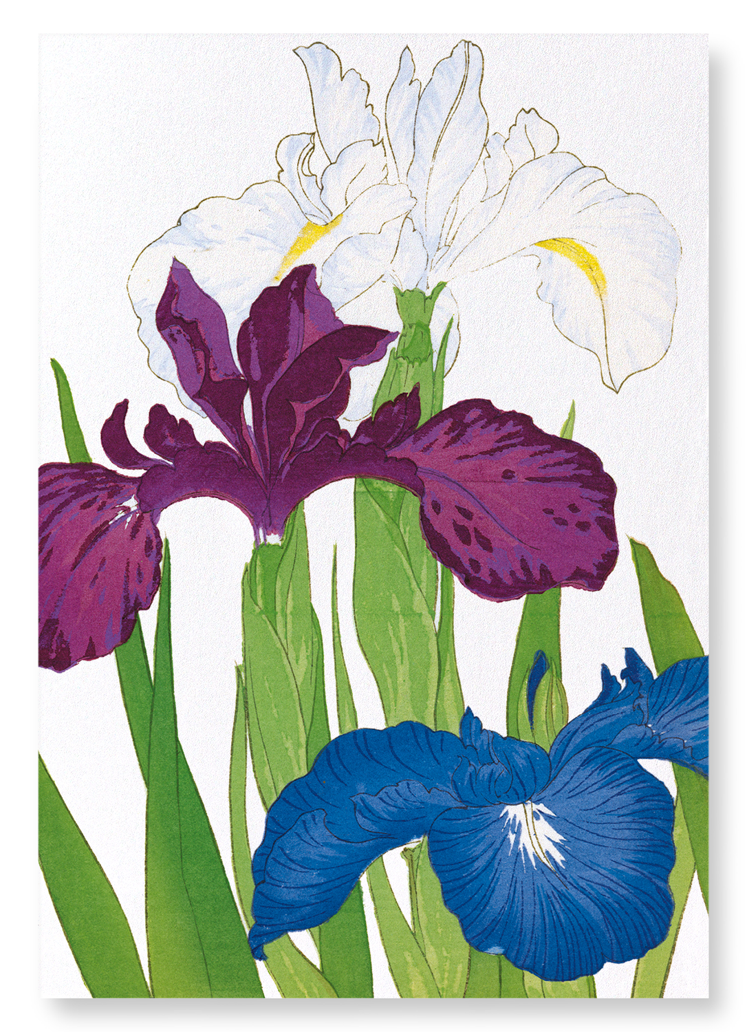 IRIS: Botanical Art Print
