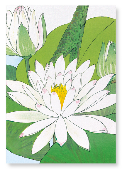 WATER LILY: Botanical Art Print