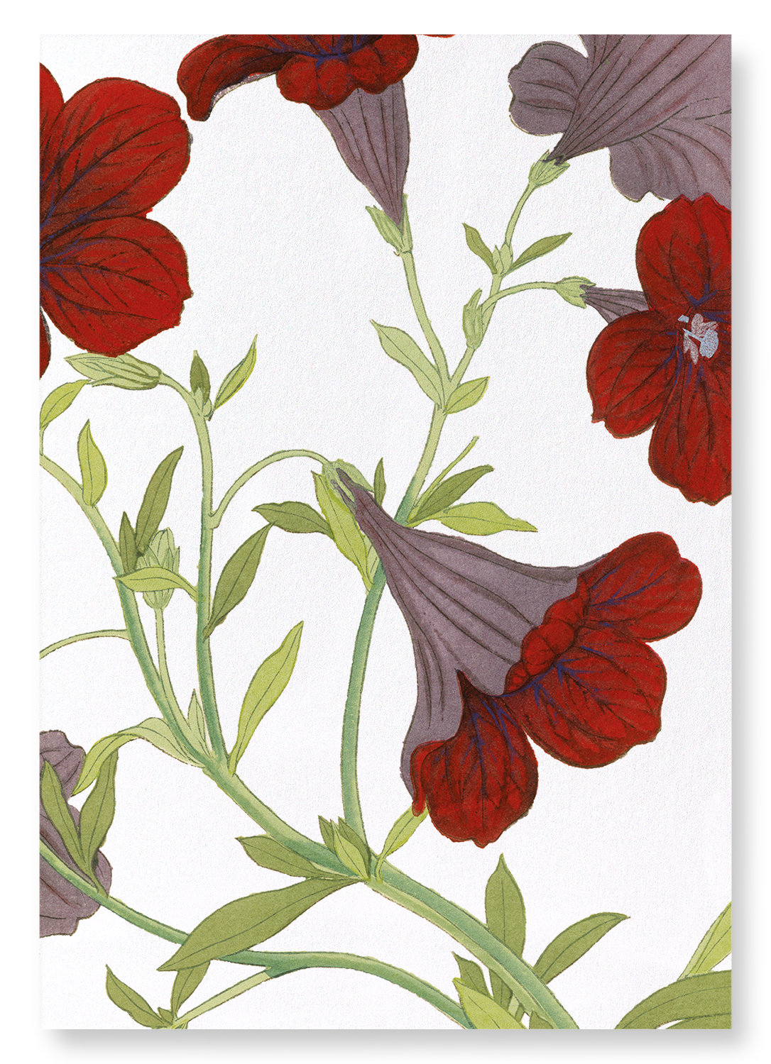 PETUNIA FLOWER: Botanical Art Print