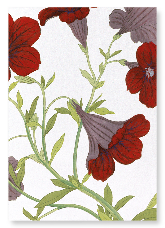 PETUNIA FLOWER: Botanical Art Print