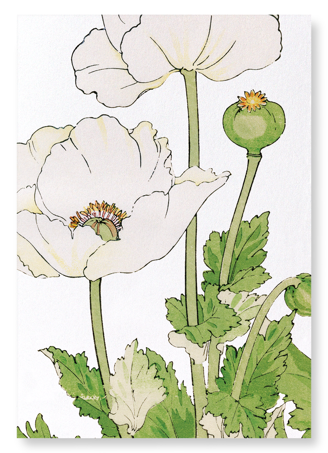 POPPY: Botanical Art Print