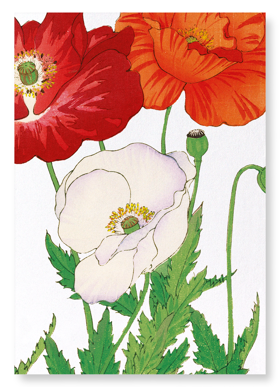 THREE POPPIES: Botanical Art Print