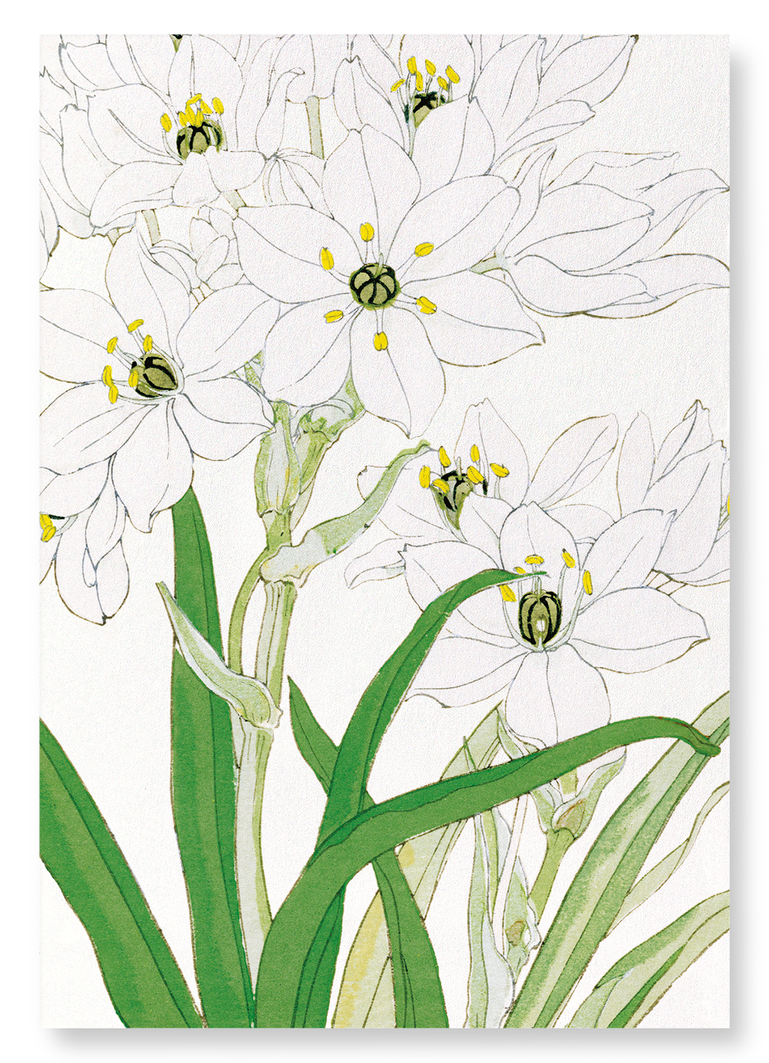 SCILLA FLOWER: Botanical Art Print