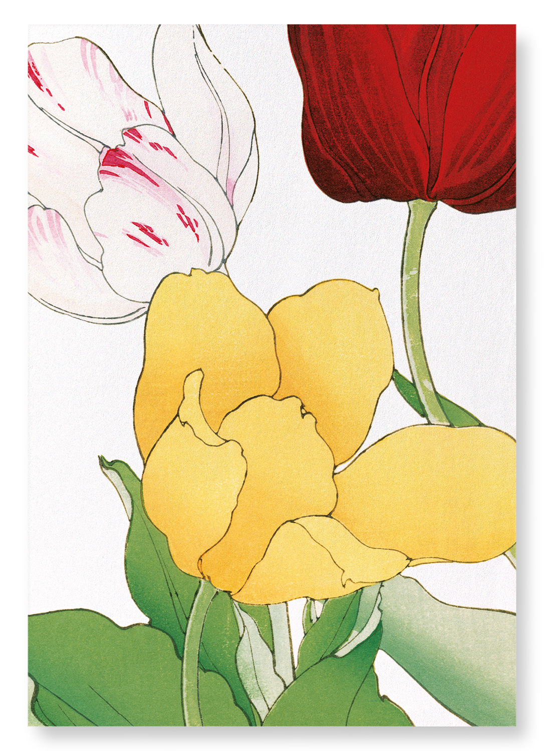 TULIP: Botanical Art Print