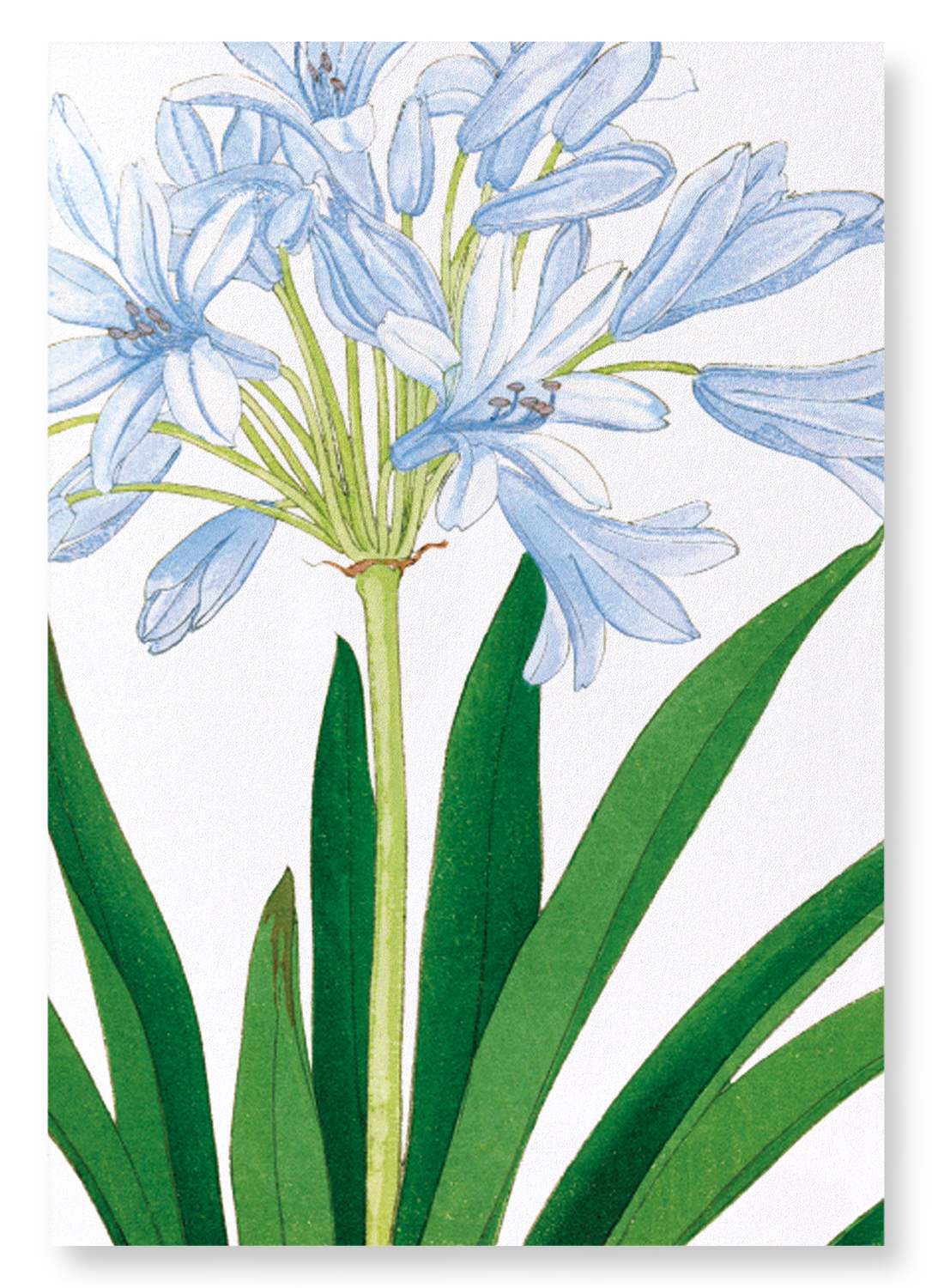 AGAPANTHUS: Botanical Art Print