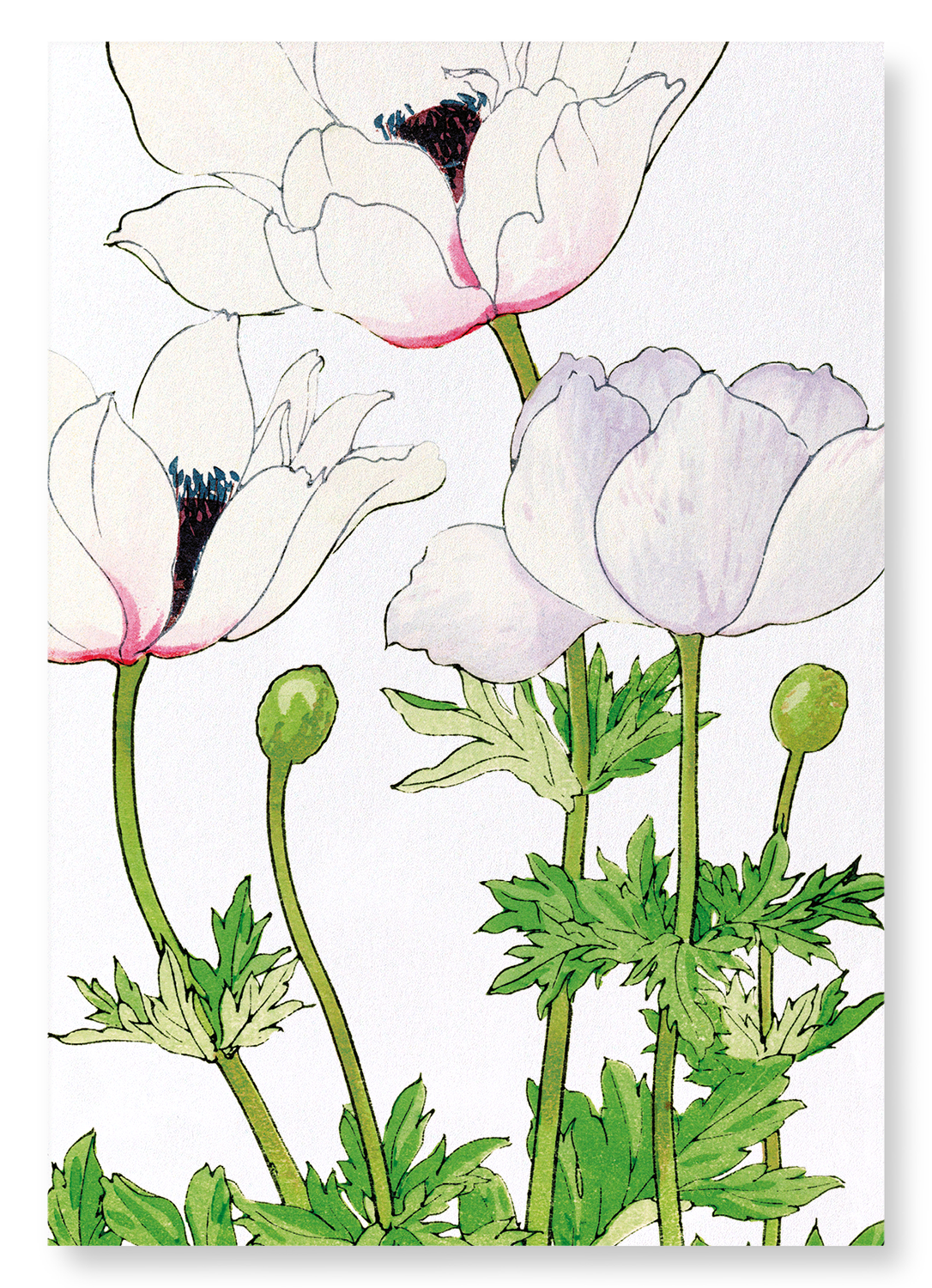 ANEMONE: Botanical Art Print