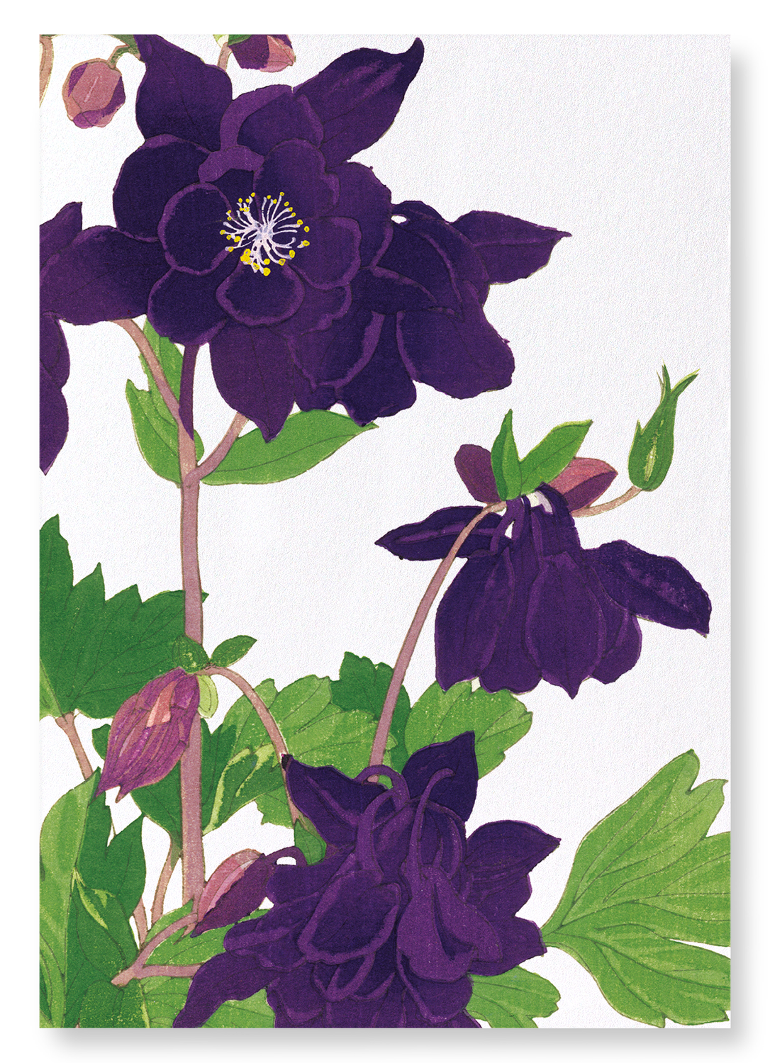 AQUILEGIA: Botanical Art Print