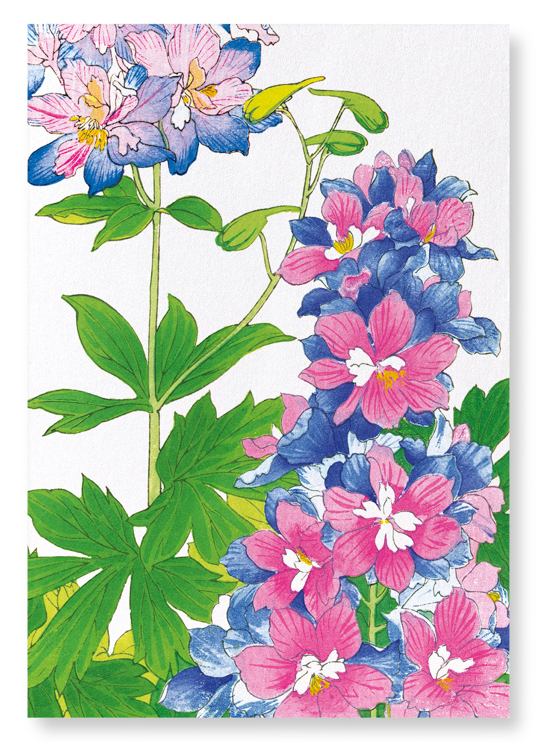 DELPHINIUM FLOWERS: Botanical Art Print