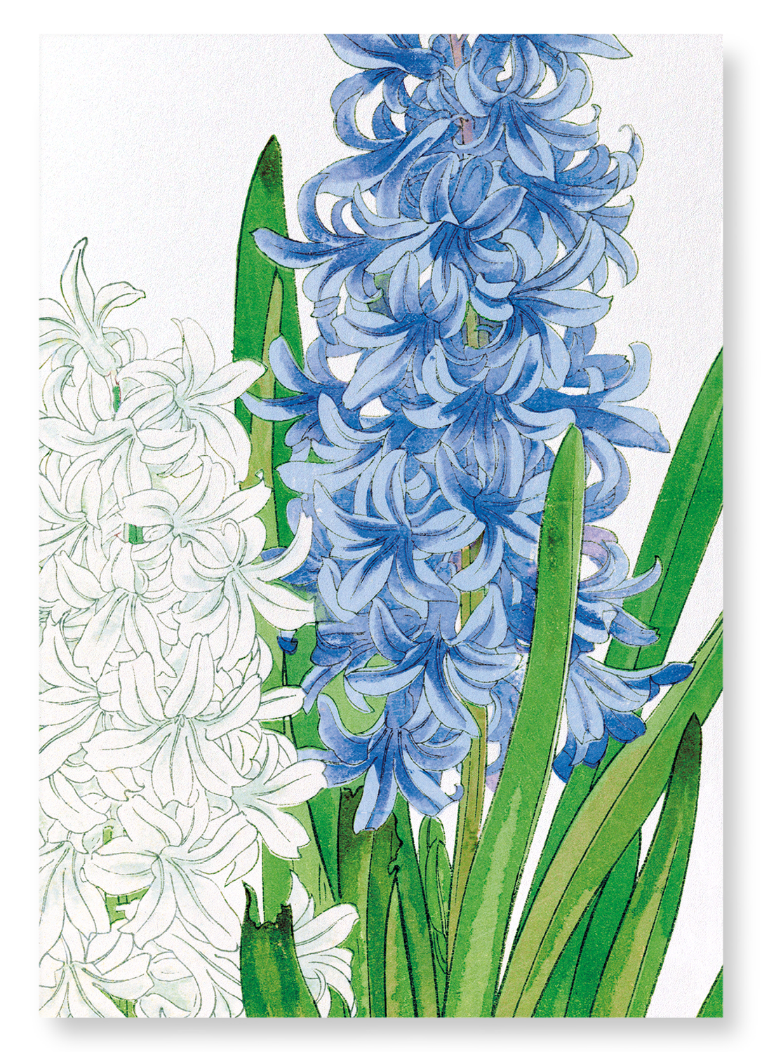 HYACINTH: Botanical Art Print