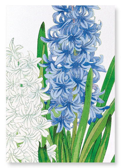 HYACINTH: Botanical Art Print