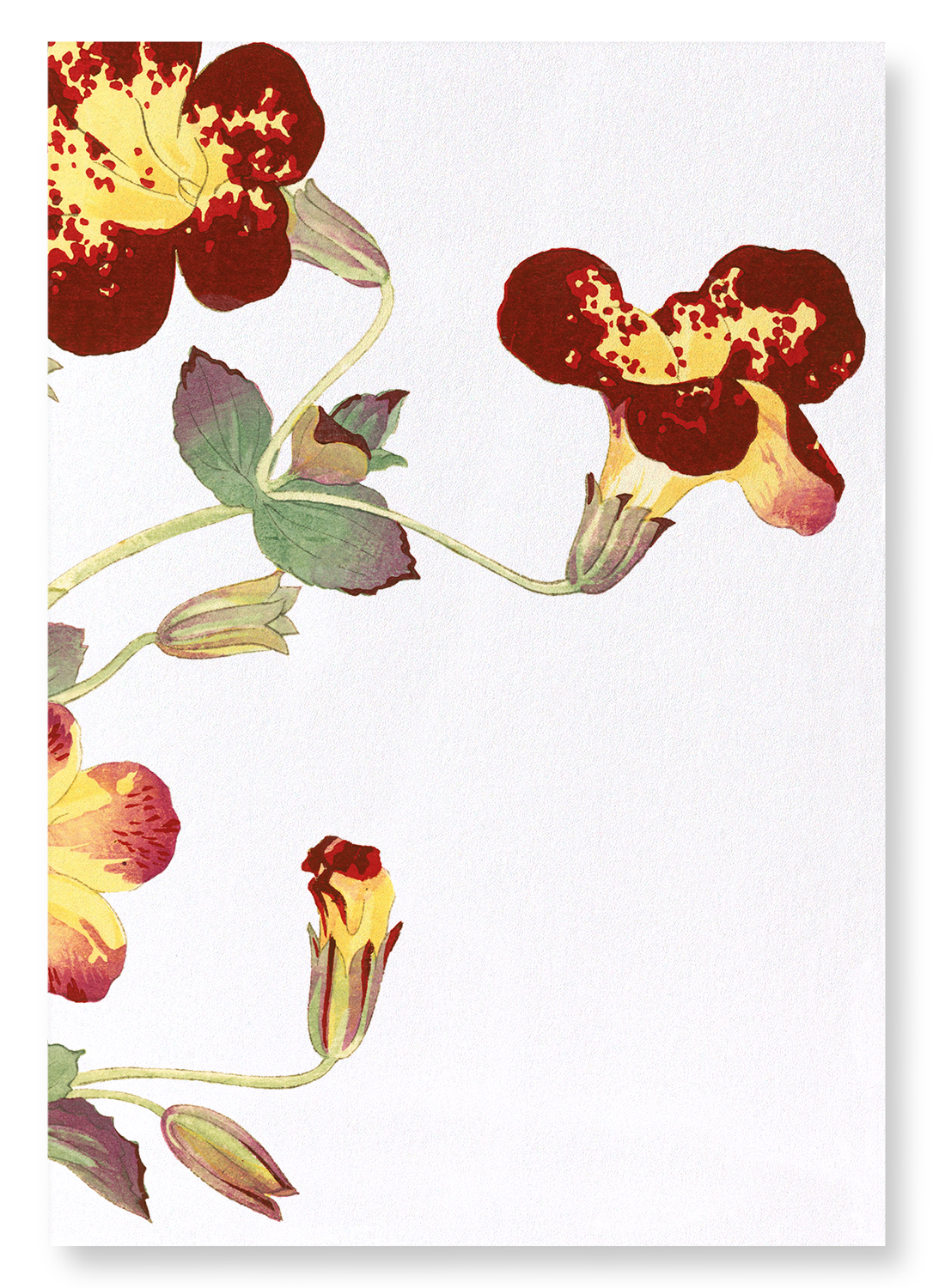 FLOWER STUDY: Botanical Art Print