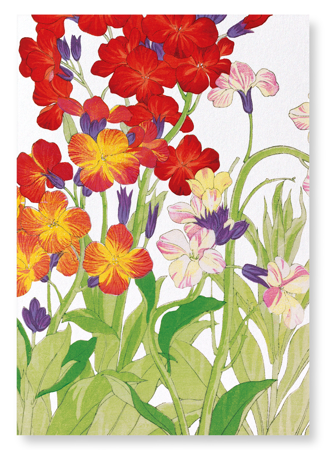 WALLFLOWER: Botanical Art Print