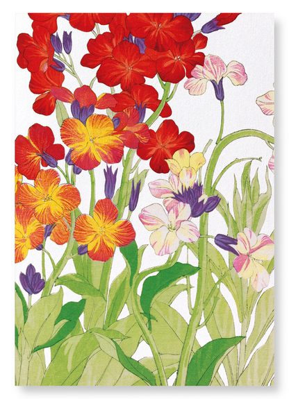 WALLFLOWER: Botanical Art Print