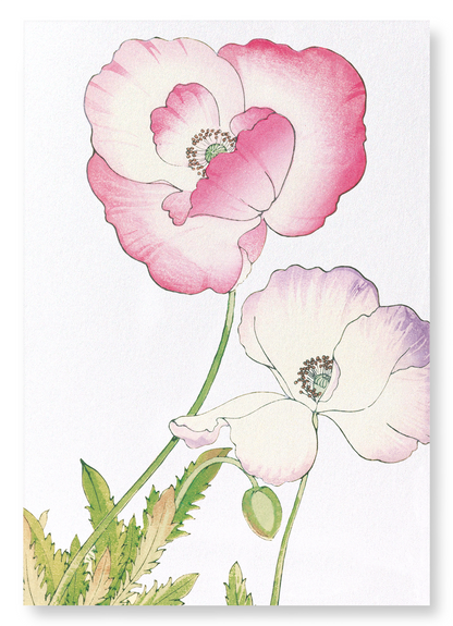 PINK AND PURPLE POPPY: Botanical Art Print