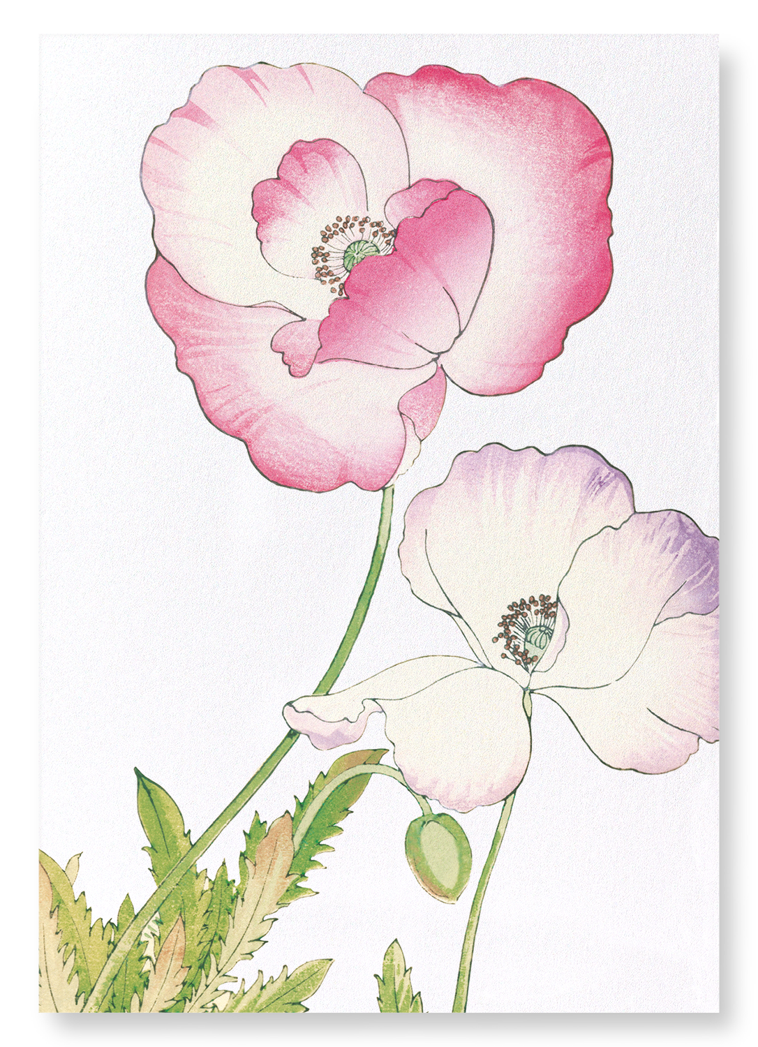 PINK AND PURPLE POPPY: Botanical Art Print