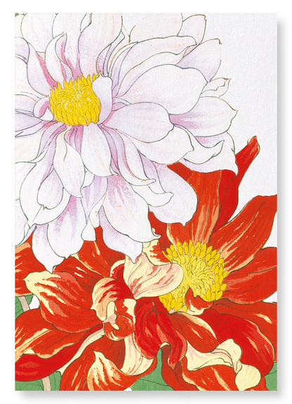 DAHLIA FLOWERS: Botanical Art Print