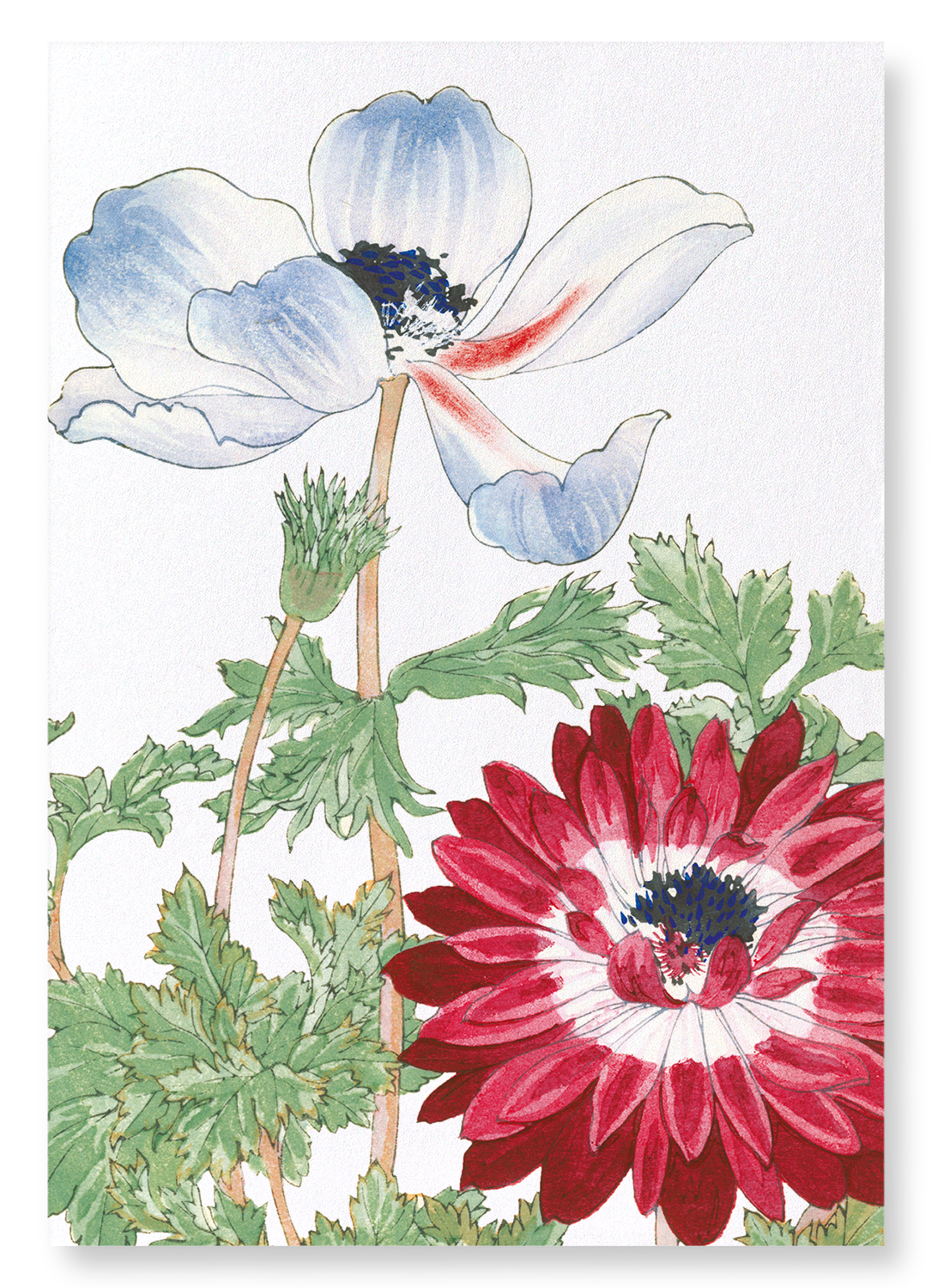 BLUE AND RED ANEMONE: Botanical Art Print