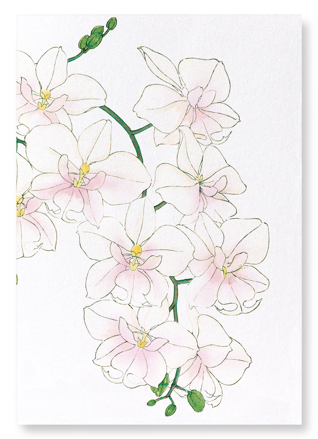 ORCHID: Botanical Art Print