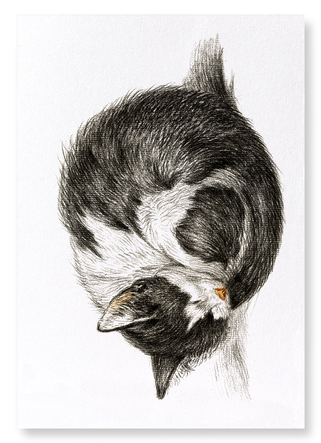 CURLED UP SLEEPING CAT (1825): Painting Art Print